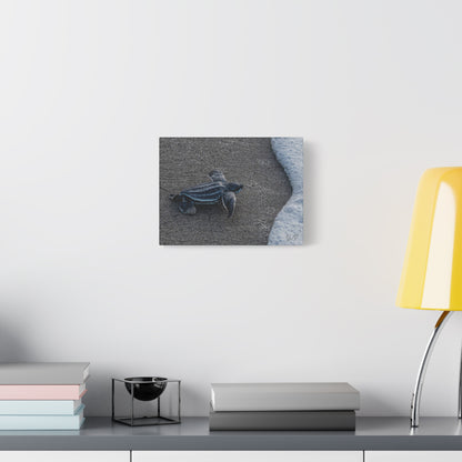 Baby Leatherback Turtle Canvas