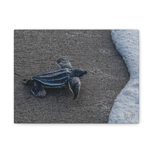 Baby Leatherback Turtle Canvas
