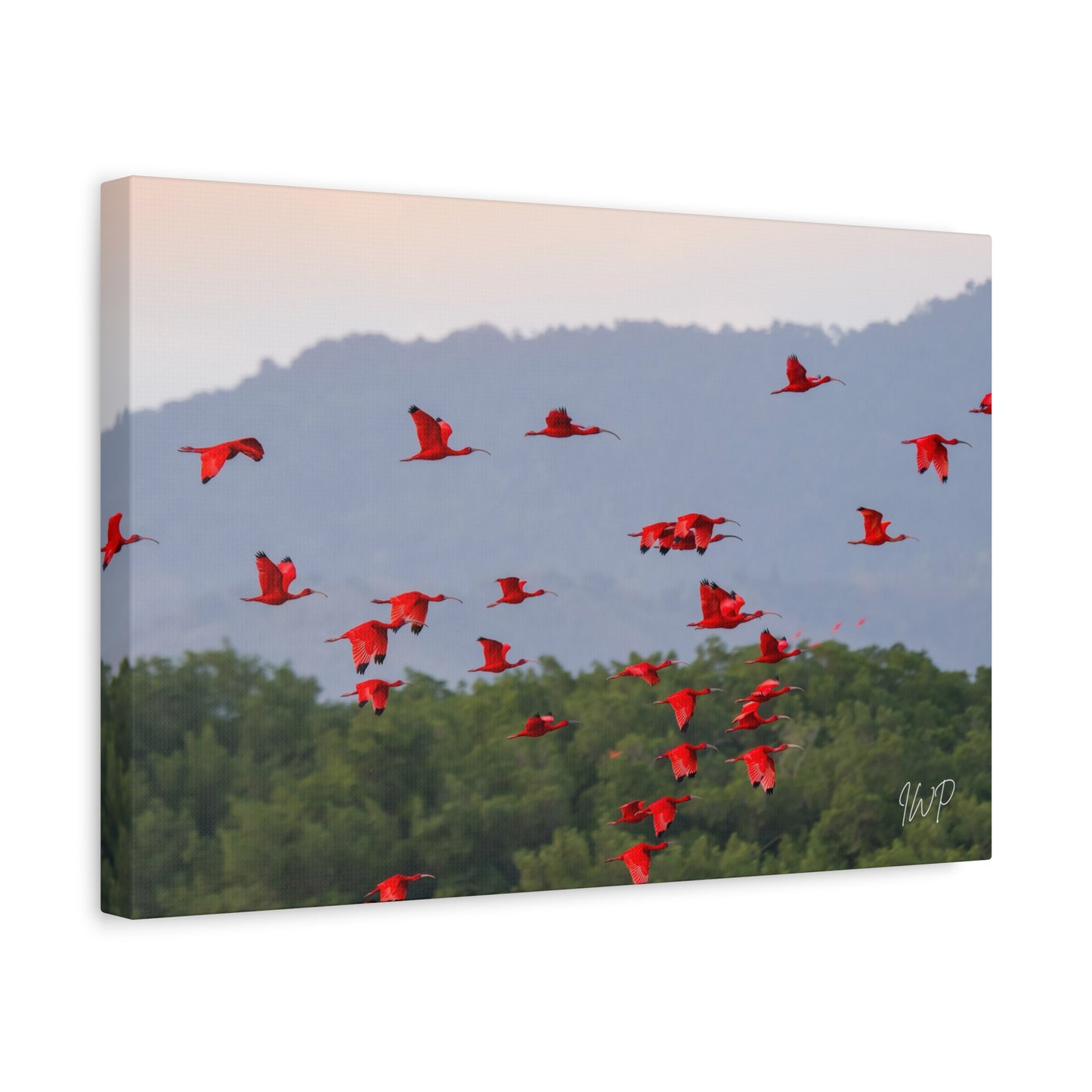 Scarlet Ibis Canvas