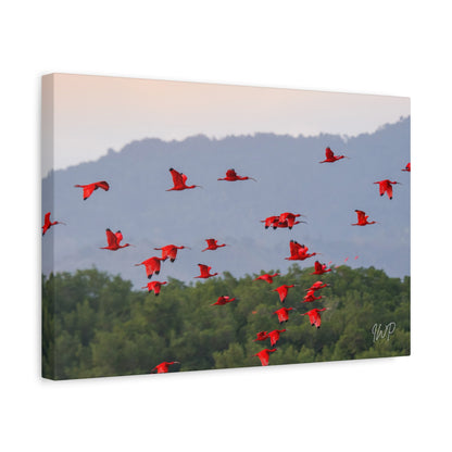 Scarlet Ibis Canvas