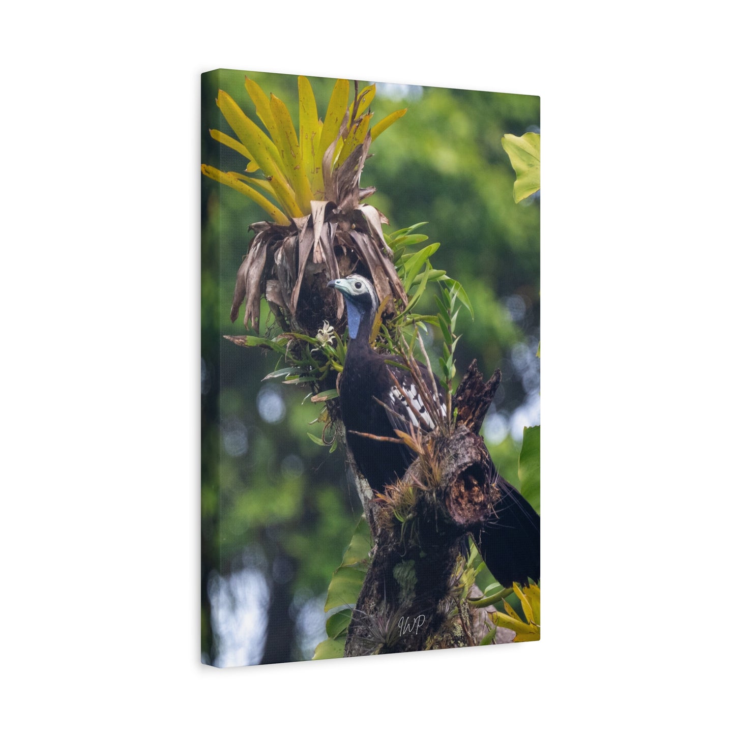 Pawi Canvas