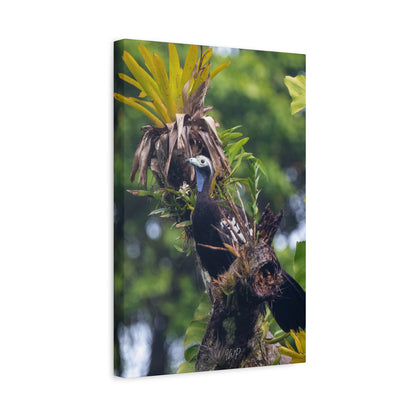 Pawi Canvas