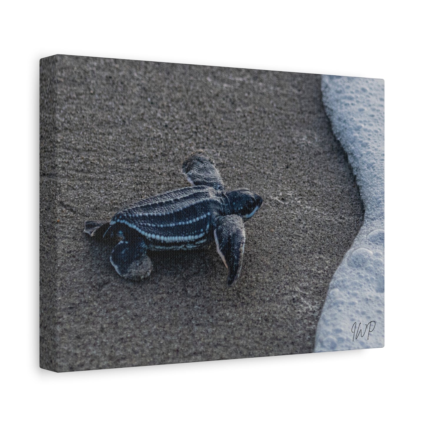 Baby Leatherback Turtle Canvas