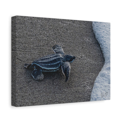 Baby Leatherback Turtle Canvas