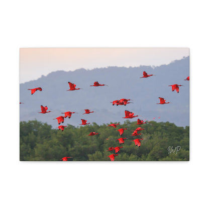Scarlet Ibis Canvas