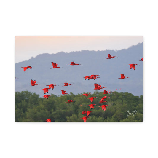 Scarlet Ibis Canvas